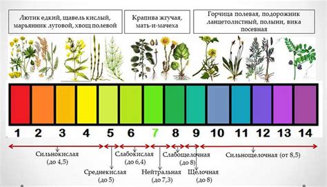 биологические индикаторы кислотности почв